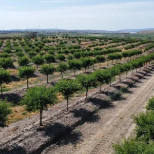 Almonds agricultural opportunity